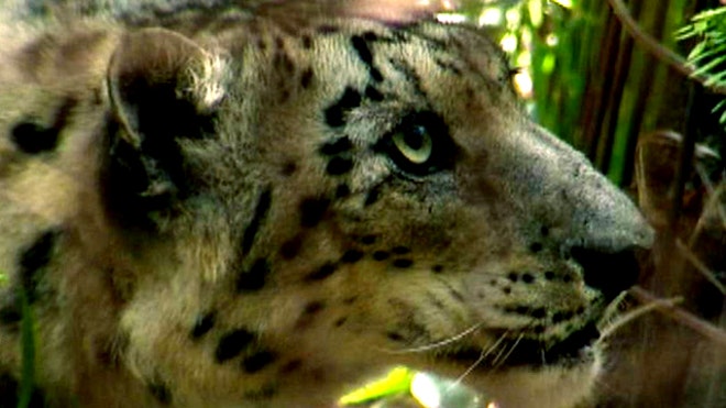 Snow Leopard